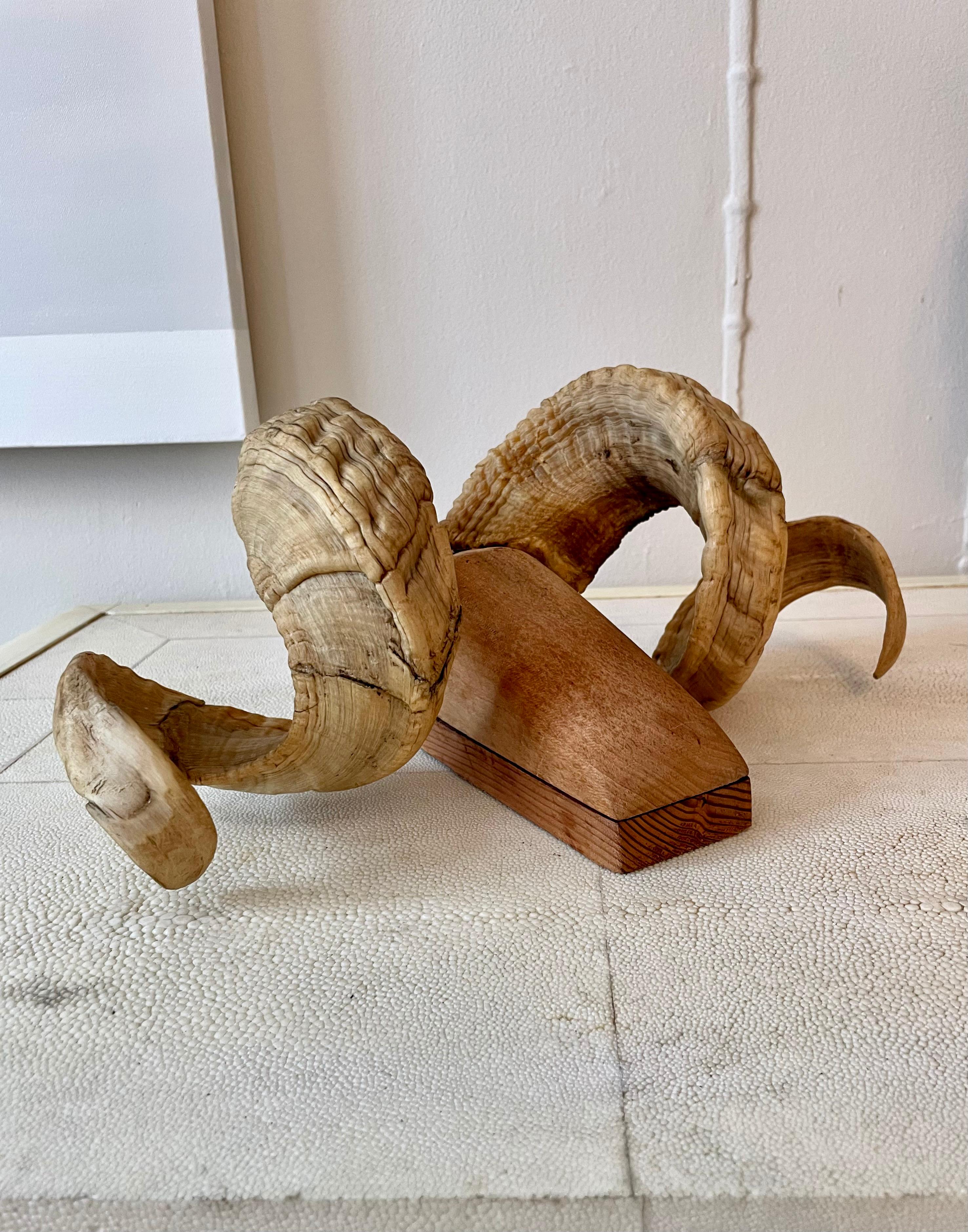 Wonderful mounted ram's horn wall-hanging. A nice alternative to the skull look - these horns have been mounted to a shaped piece of wood. This brings an overall softness to the piece, and some character. 

Easily hangs from any nail or screw. Not