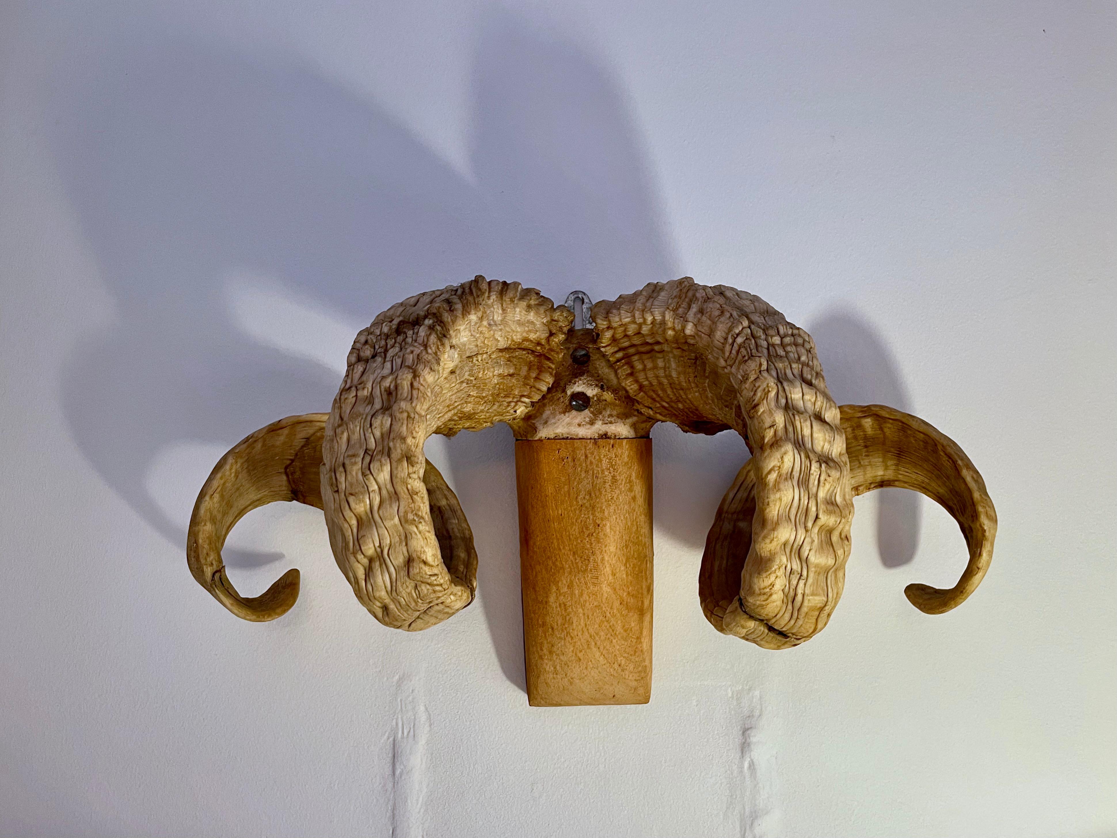Hand-Crafted Ram's Horn Wall Mount Folk Art Antler For Sale