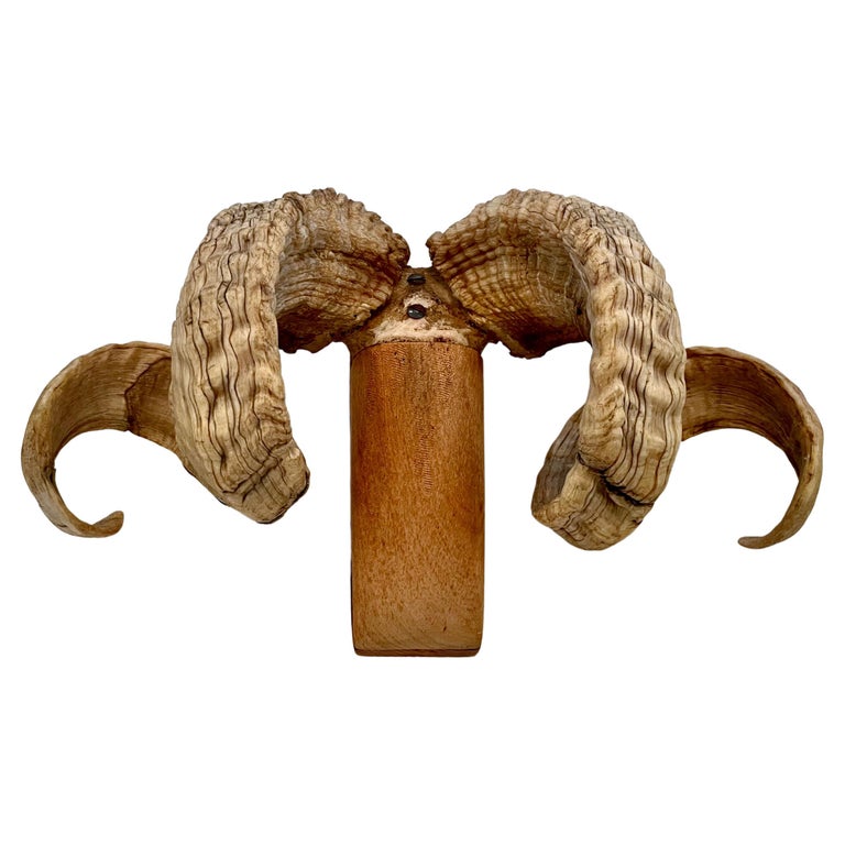 Ram&rsquo;s Horn Wall Mount Folk Art Antler For Sale at 1stDibs | ram 