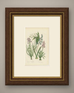 Ramsons and Vernal Squill, Antique British Botanical Plate, circa 1873