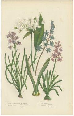 Ramsons and Vernal Squill, Antique British Botanical Plate, circa 1873