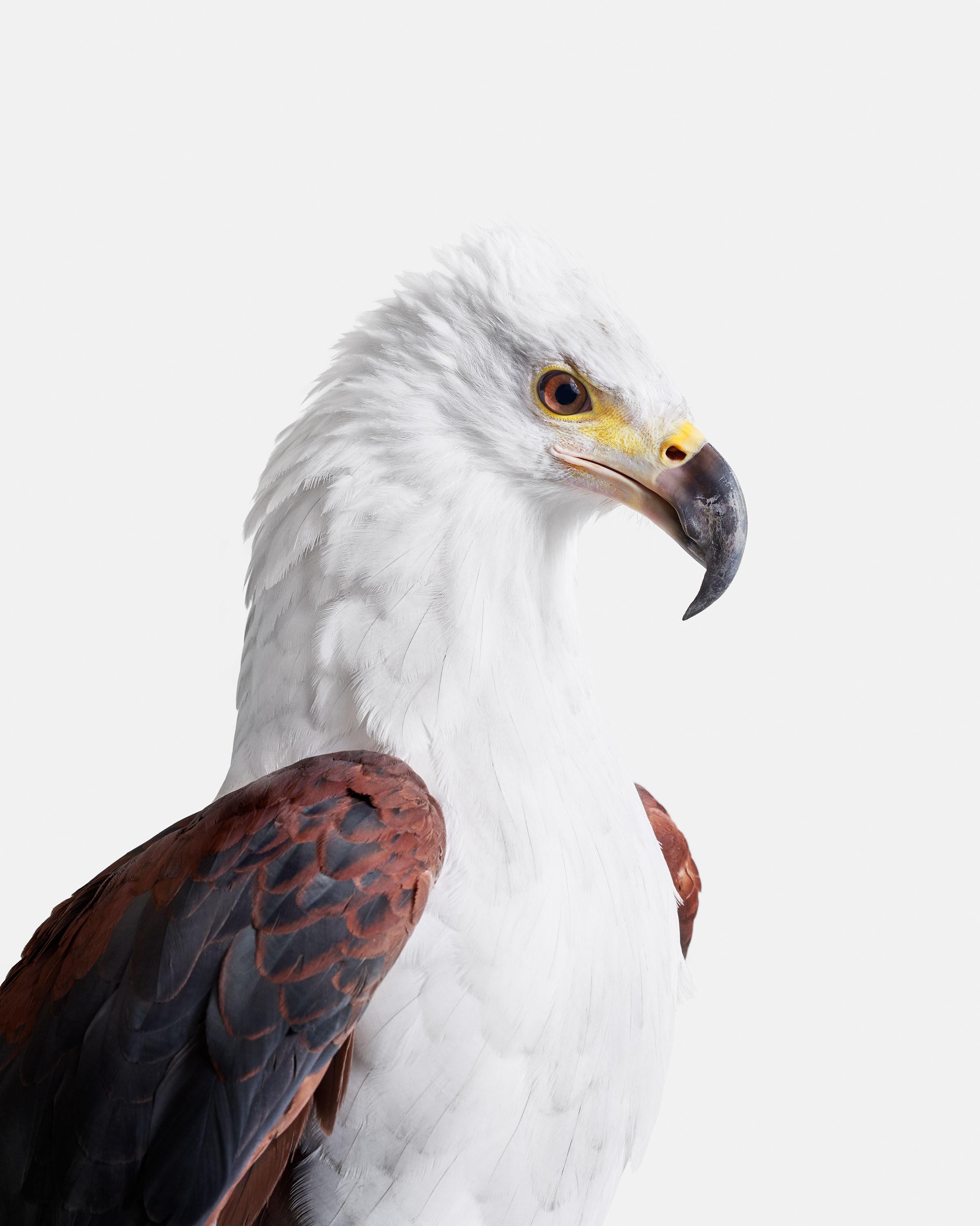Randal Ford Color Photograph - African Fish Eagle (50" x 40")