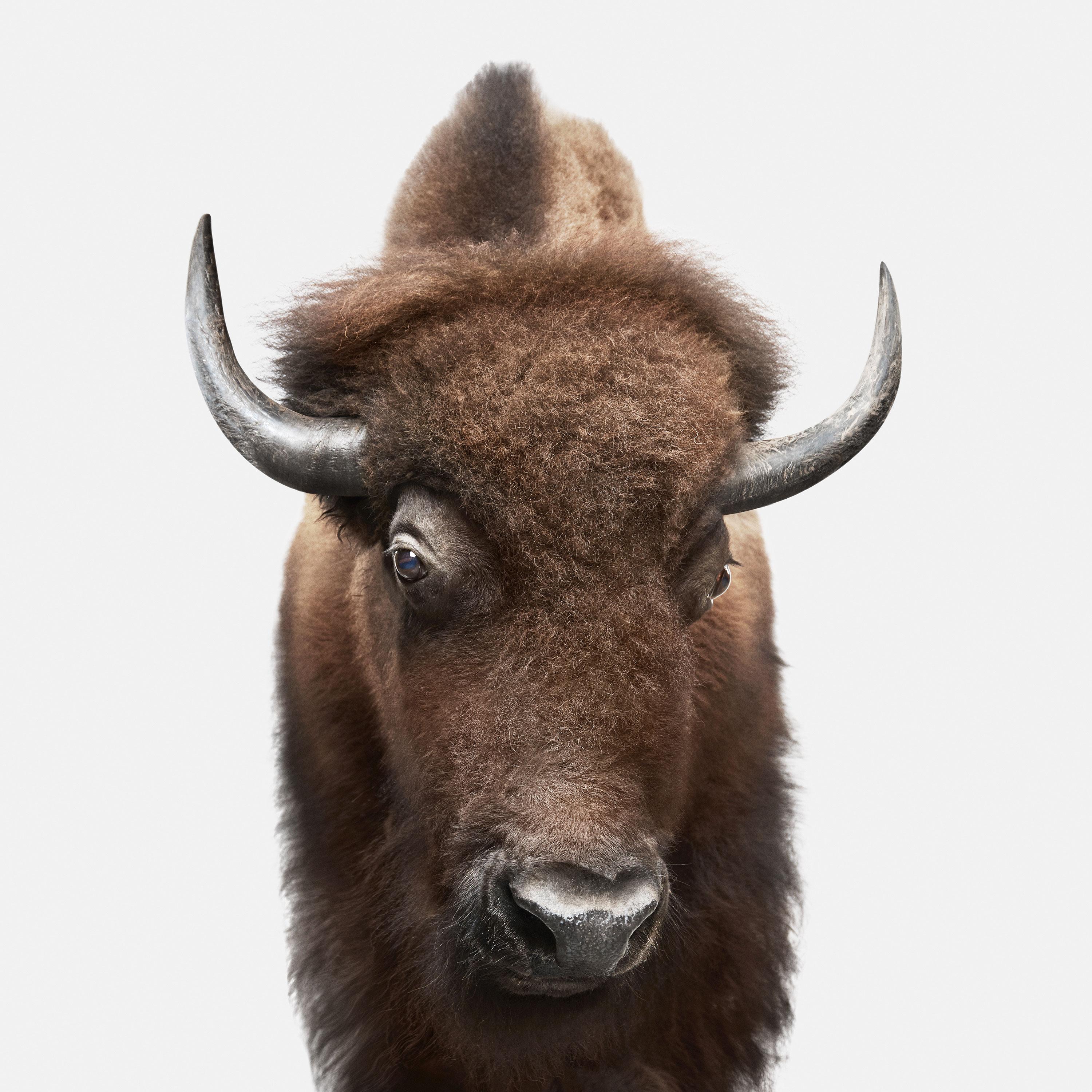 Randal Ford Color Photograph - American Buffalo (32" x 32")