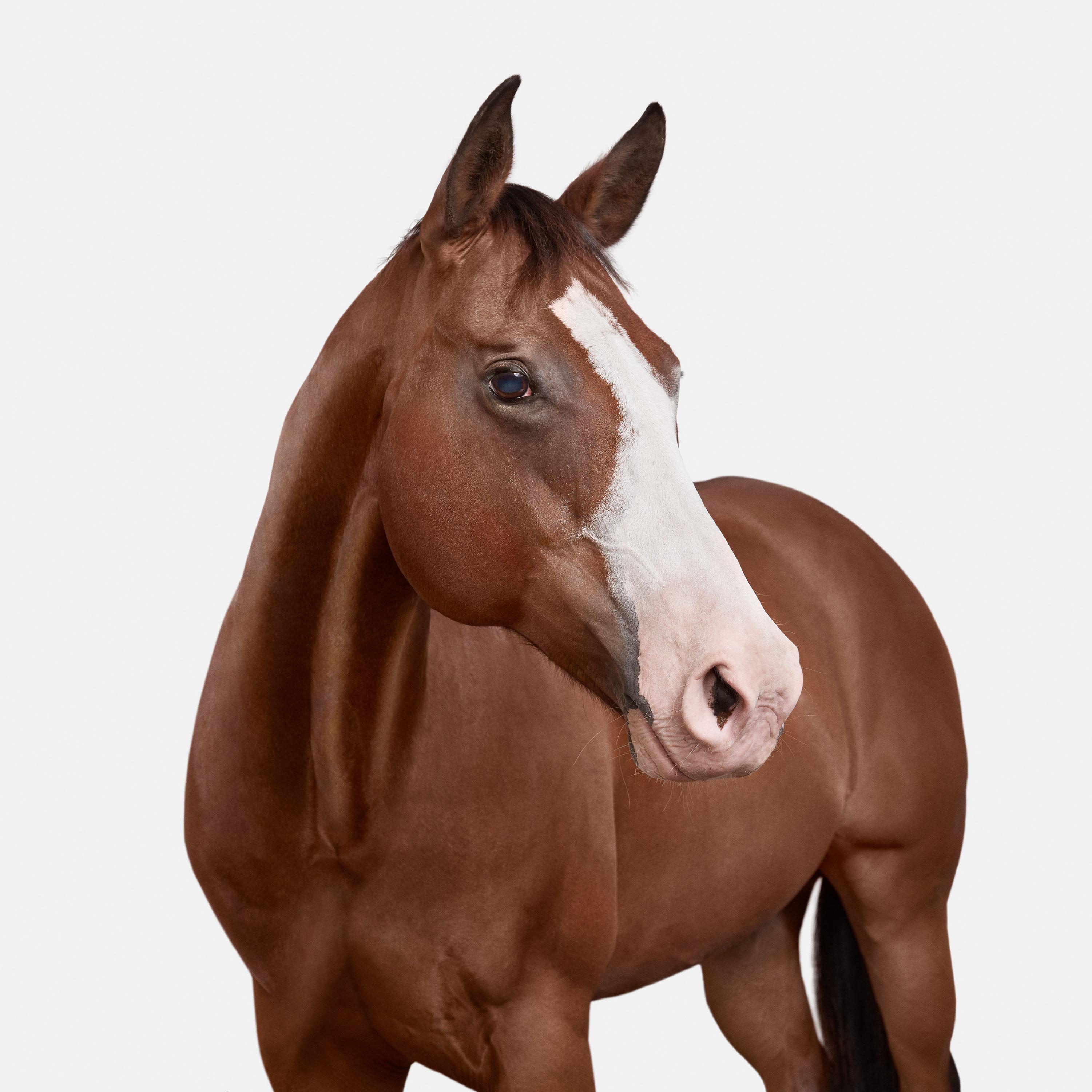 Randal Ford Color Photograph - American Quarter Horse No. 1 (40" x 40")