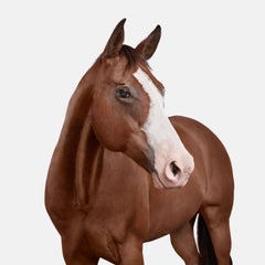 American Quarter Horse No. 1 (40" x 40")