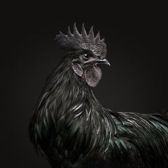 Ayam Cemani Rooster Black Collection (40" x 40")