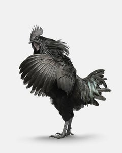 Ayam Cemani Rooster No. 1 (37.5" x 30")