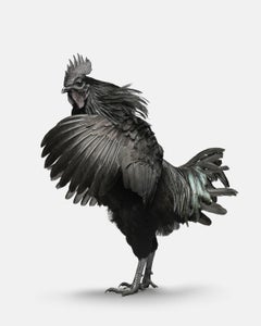 Coq Ayam Cemani n° 1 (37,5" x 30")