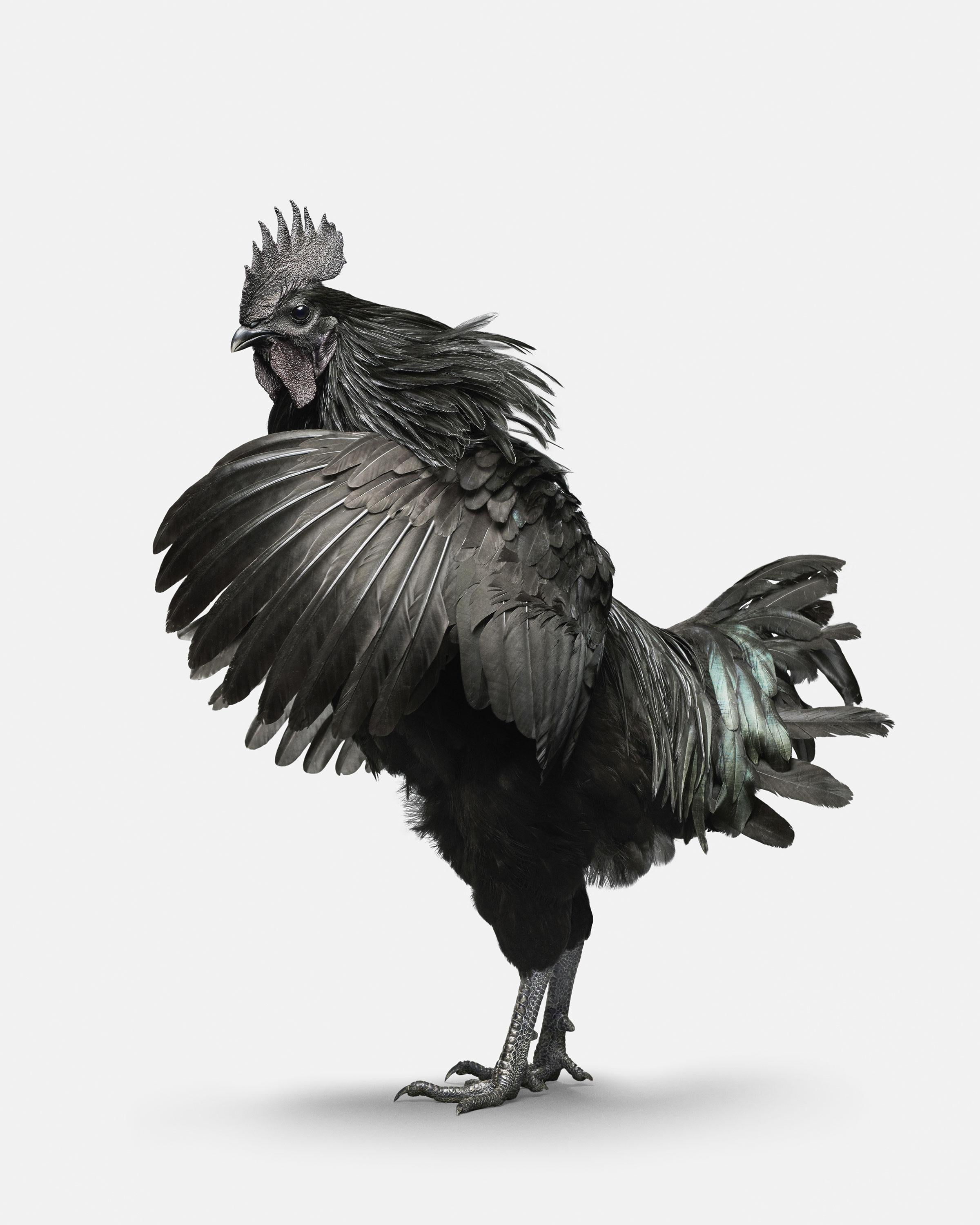 Randal Ford Color Photograph - Ayam Cemani Rooster No. 1 (50" x 40")