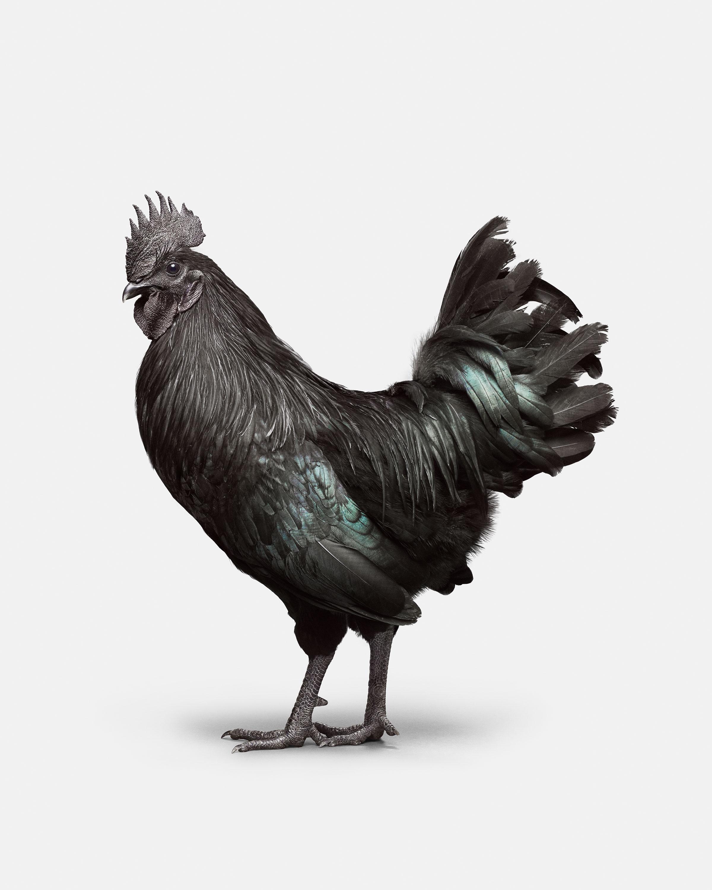 Randal Ford Color Photograph - Ayam Cemani Rooster No. 2 (37.5" x 30")