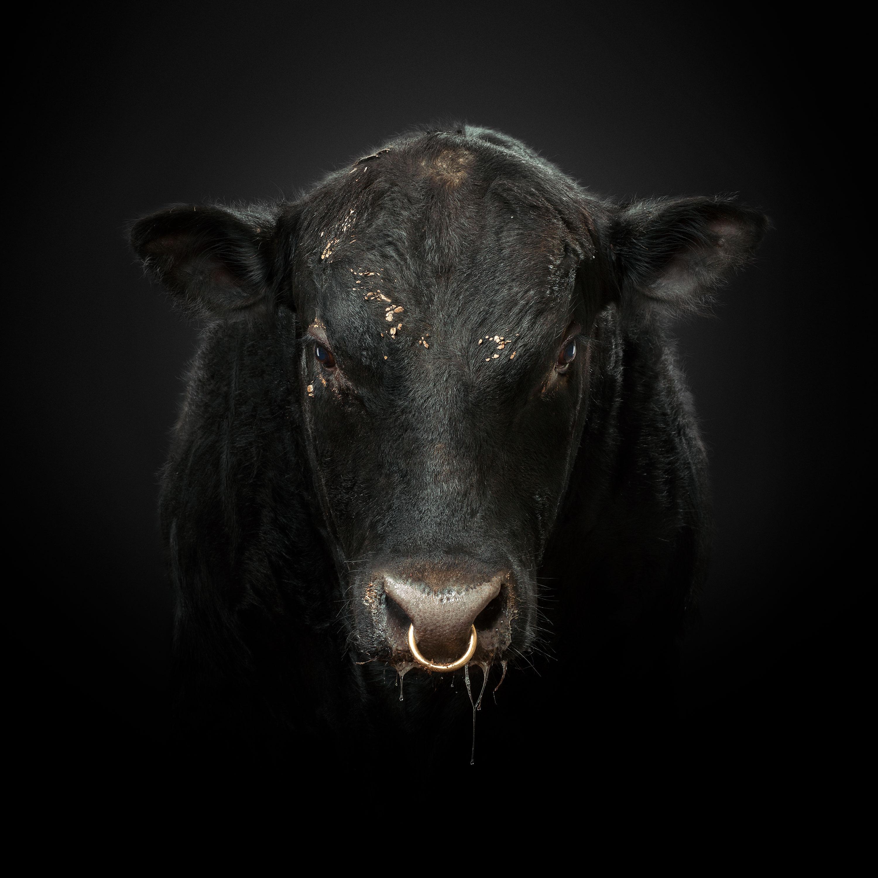 Randal Ford Portrait Photograph - Black Bull No. 1