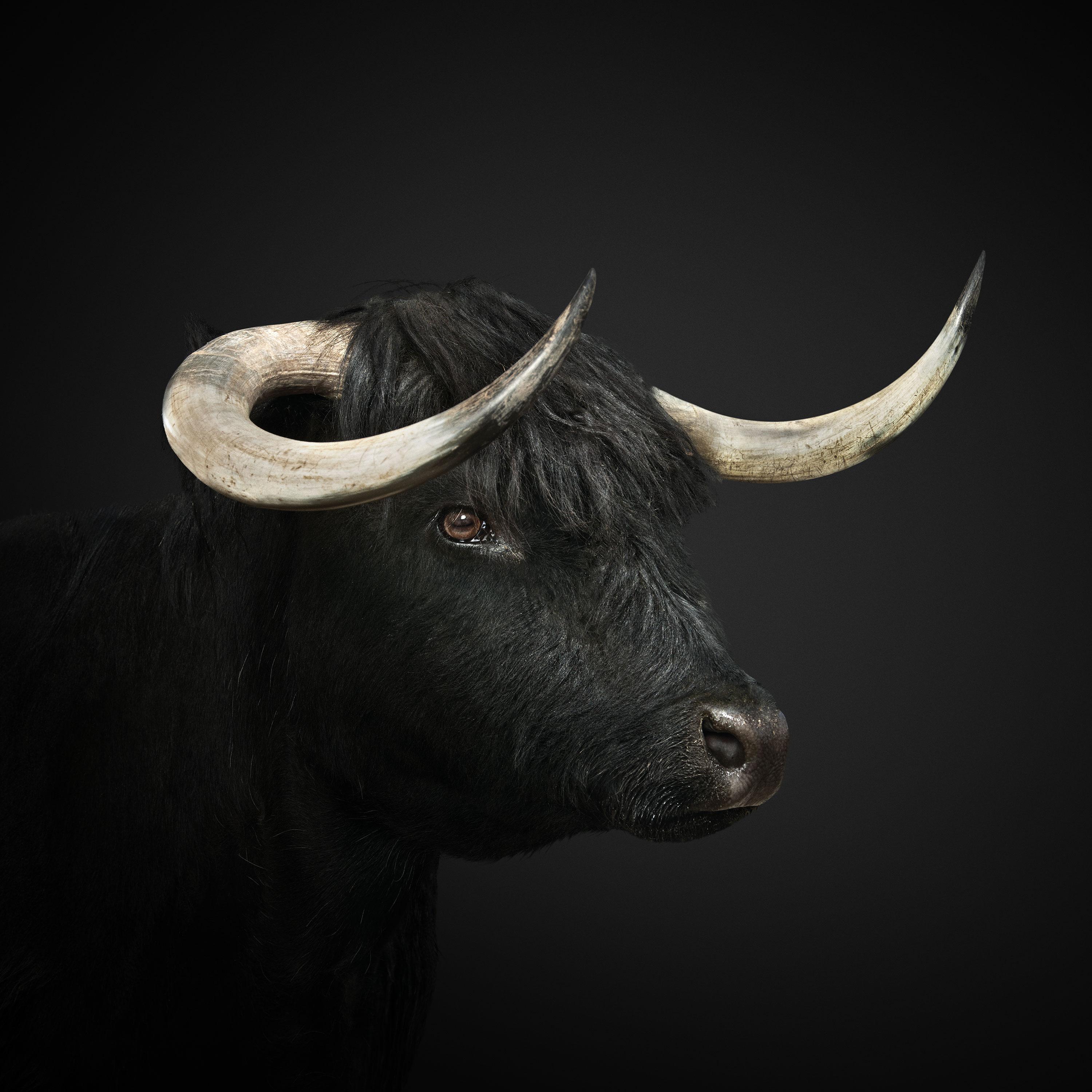 Randal Ford Animal Print - Black Highland Cow (32" x 32")