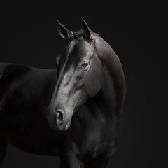 Le cheval noir n° 2 (40 x 40)