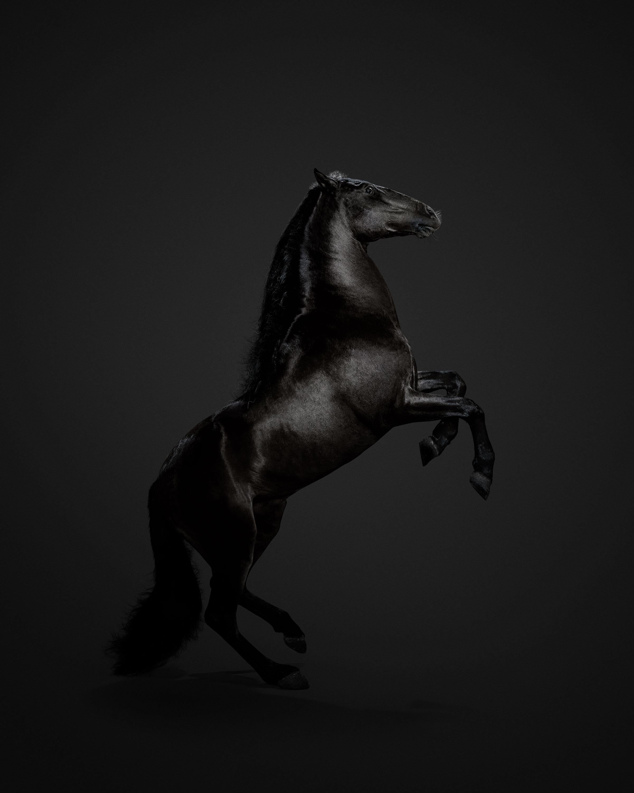 Randal Ford Animal Print - Black Horse No. 3 (37.5" x 30")