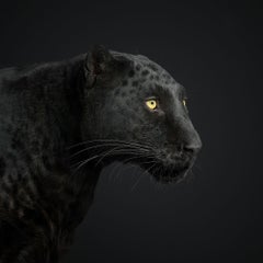 Black Leopard No. 1 (48" x 48")