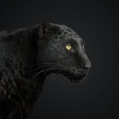 Black Leopard No. 1 (48" x 48")