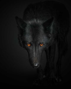 Black Wolf No. 1 (48" x 48")