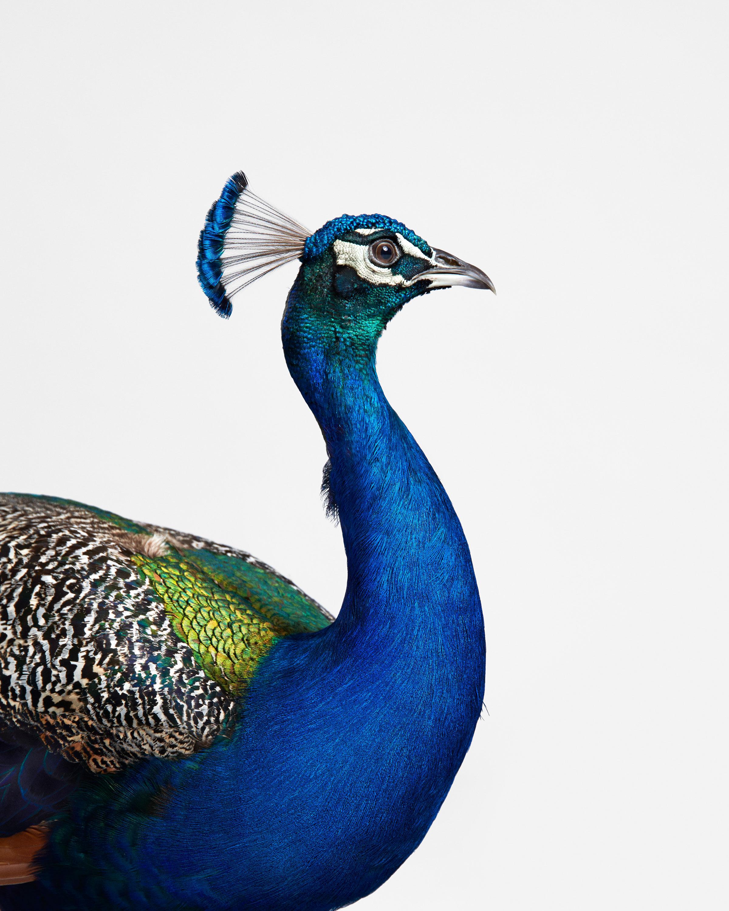 Randal Ford Animal Print - Blue Peacock (50" x 40")