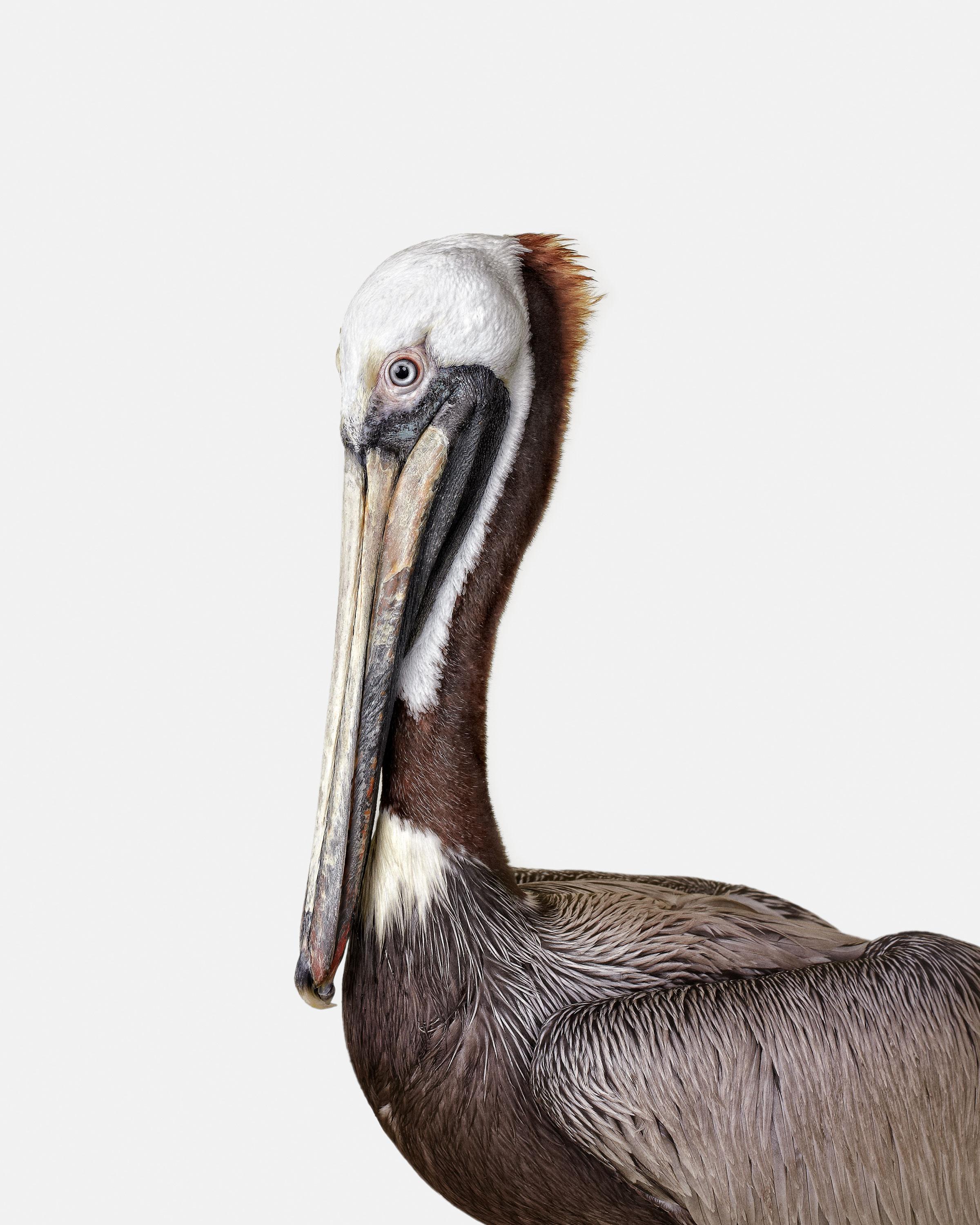 Randal Ford Animal Print - Brown Pelican (50" x 40")