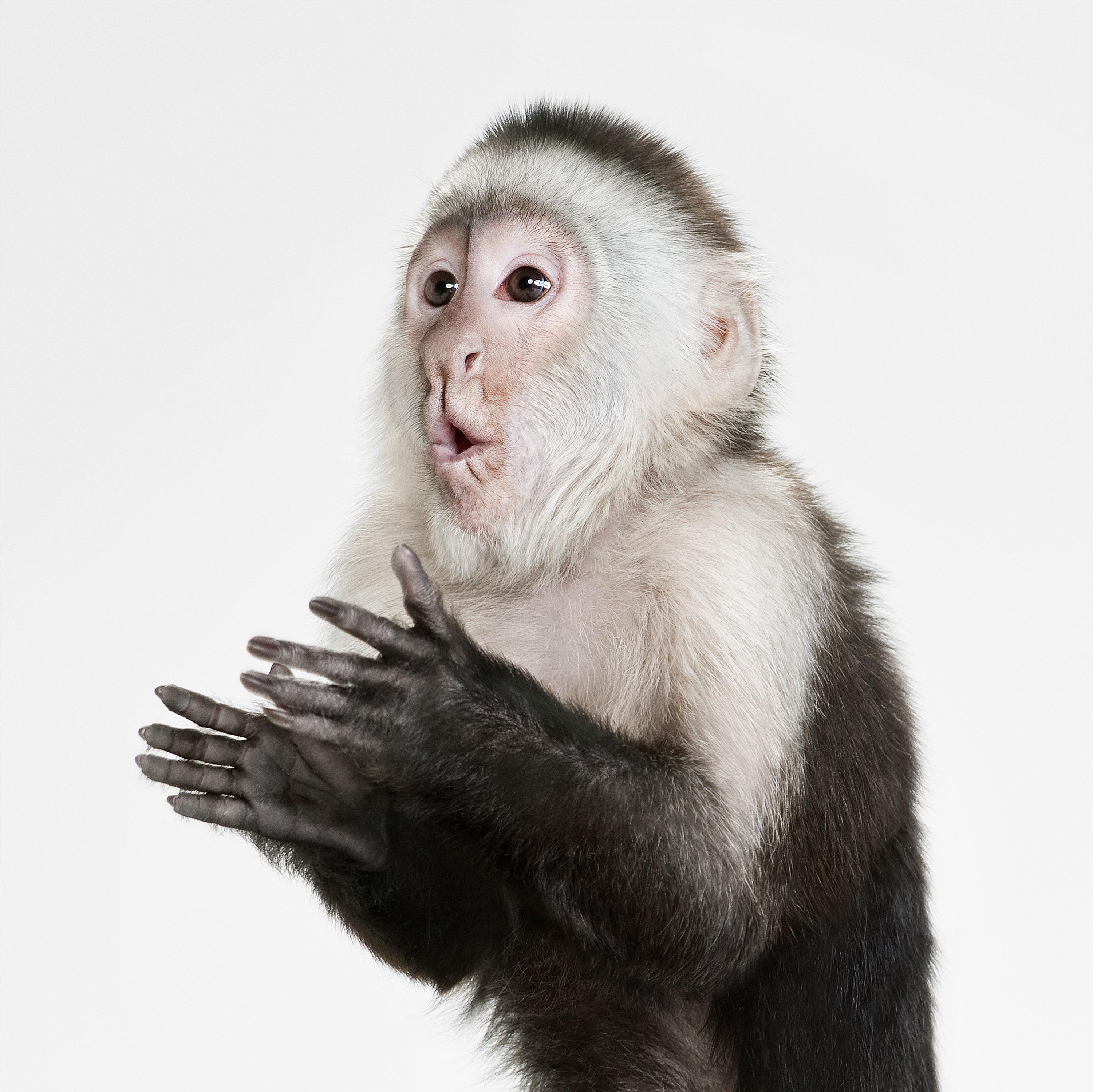 Randal Ford Color Photograph - Capuchin Monkey (48" x 48")