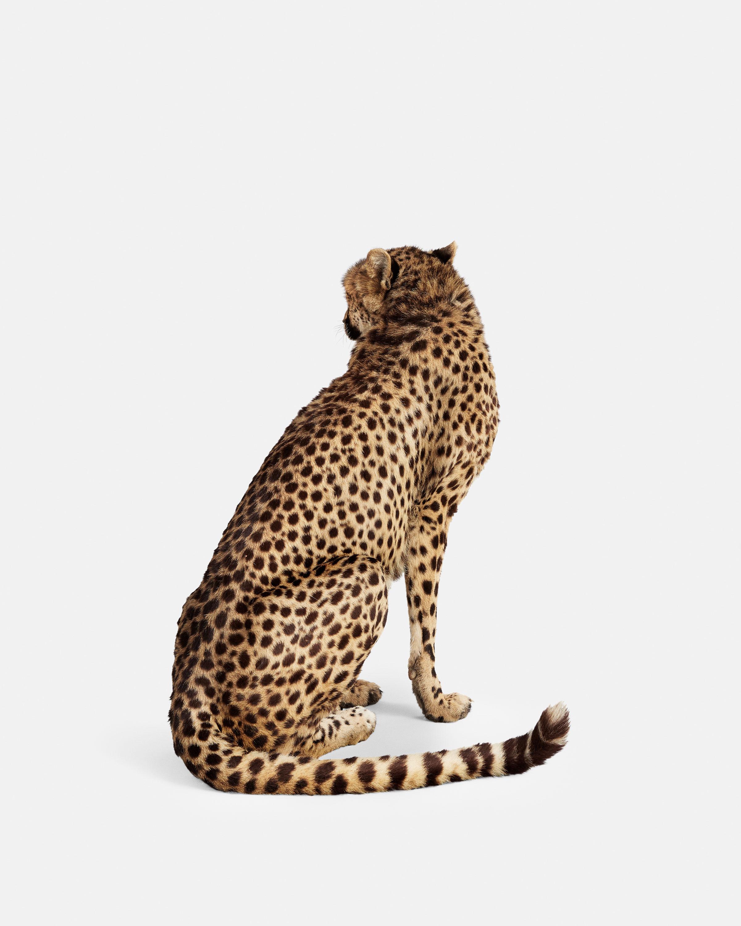 Randal Ford Color Photograph - Cheetah No. 2 (50" x 40")
