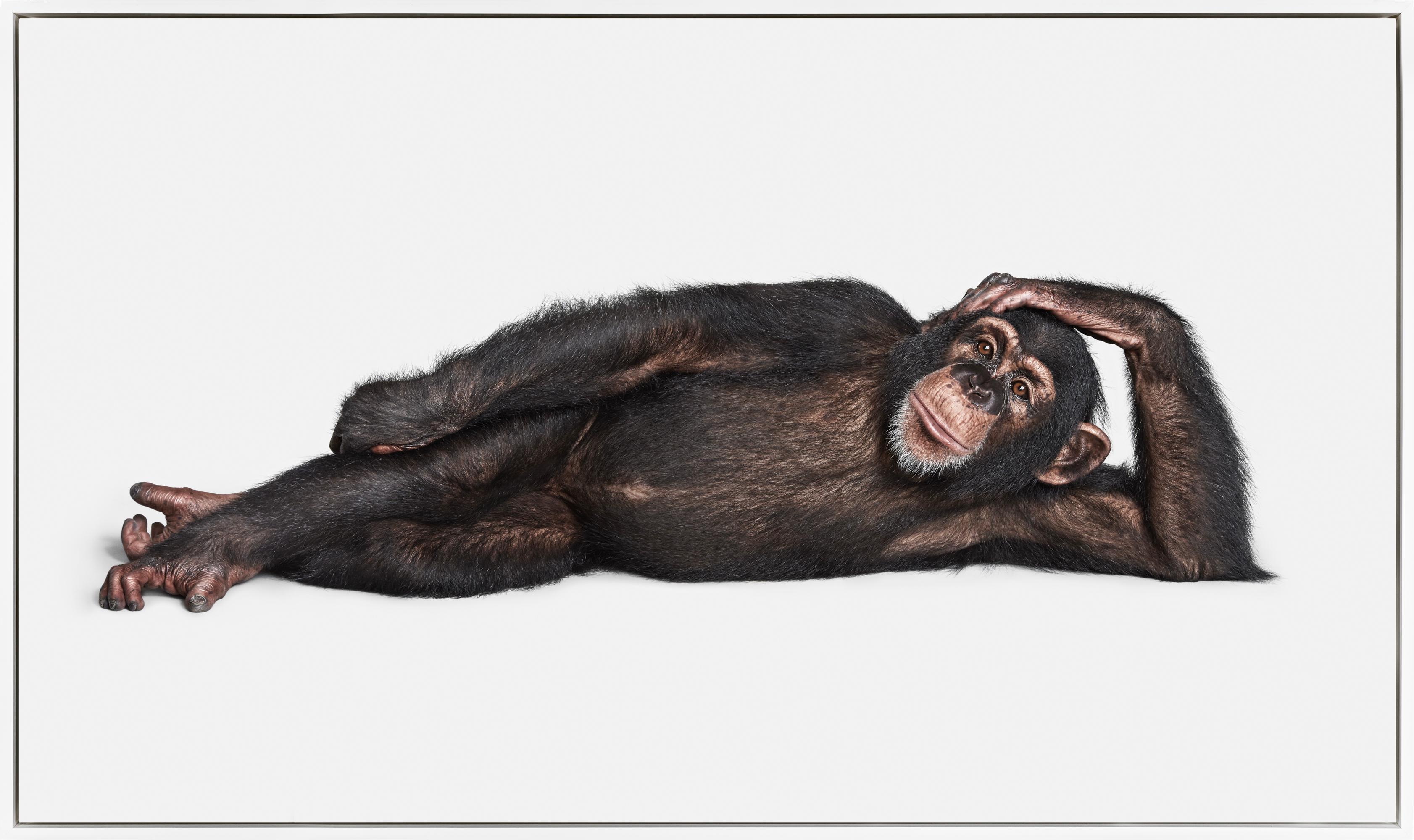Randal Ford Color Photograph - "Chimpanzee No. 2" Contemporary Animal Portrait Photograph on Aluminum Framed