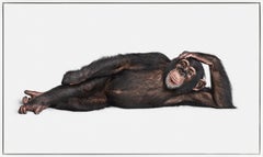 "Chimpanzee No. 2" Contemporary Animal Portrait Photograph on Aluminum Framed