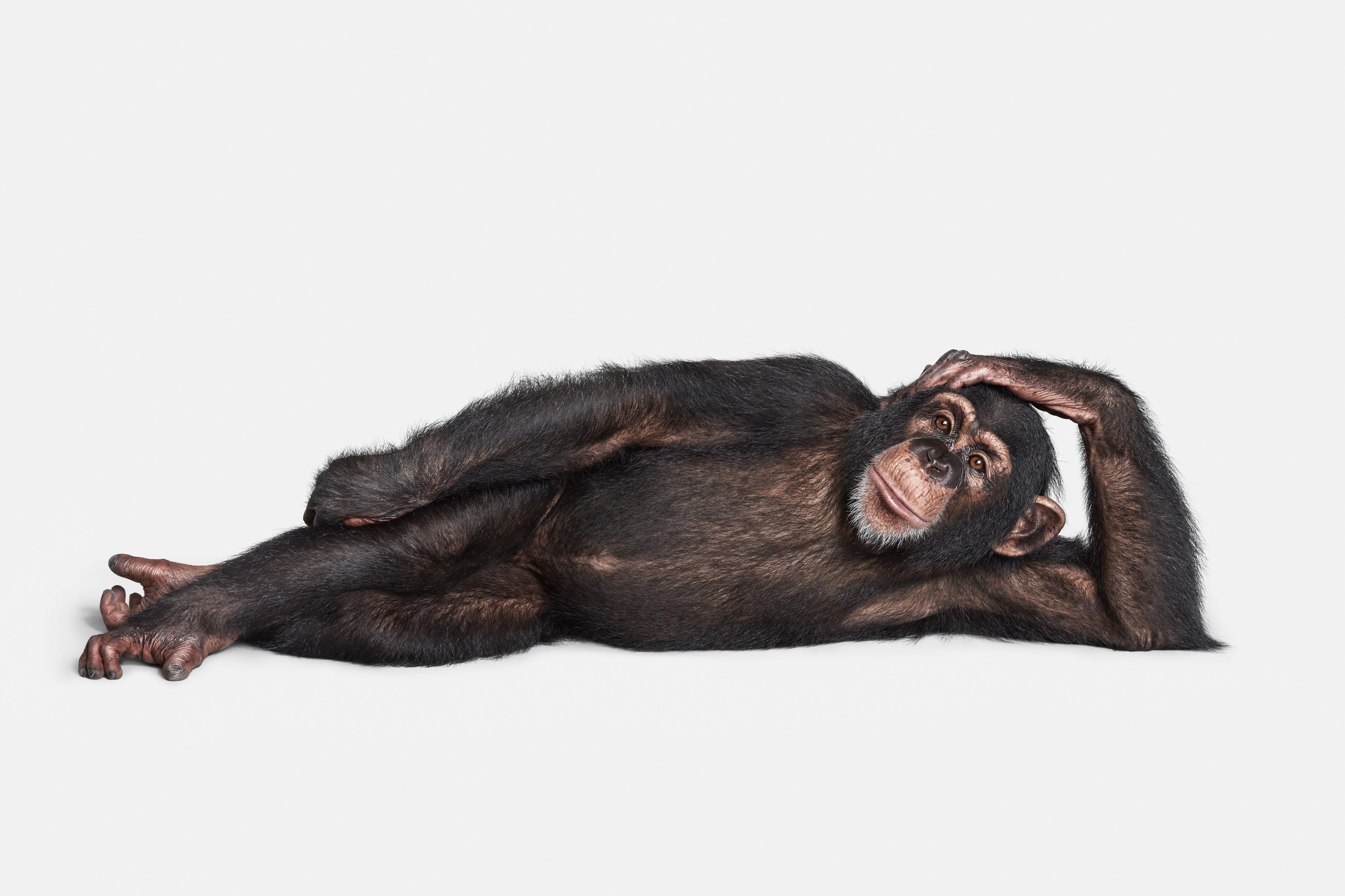Randal Ford Color Photograph - Chimpanzee No. 2 (40" x 60")