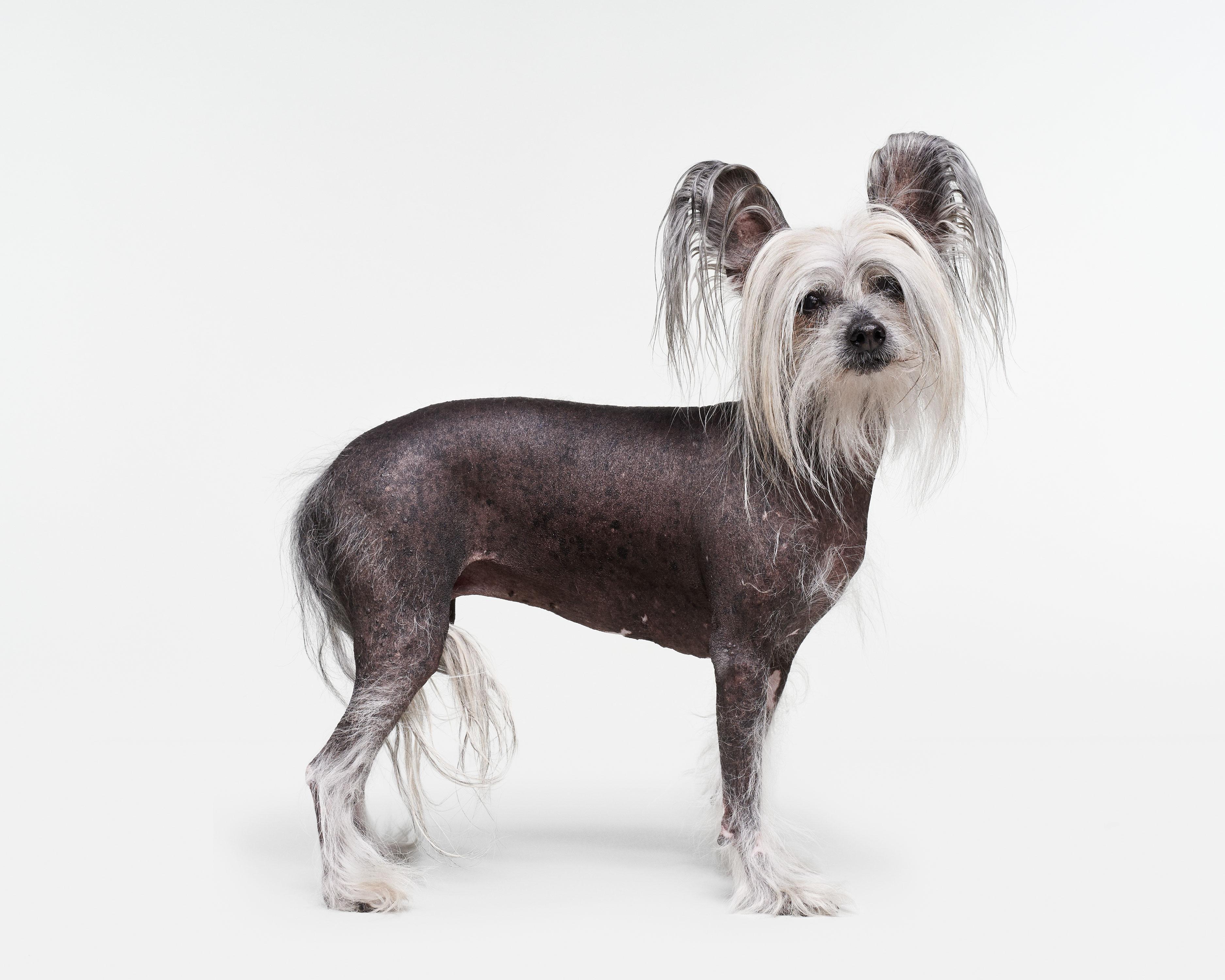Randal Ford Color Photograph - Chinese Crested Dog (30" x 37.5")