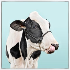 "Cow On Blue No. 1" Contemporary Dairy Cow Photograph on Aluminum with Frame