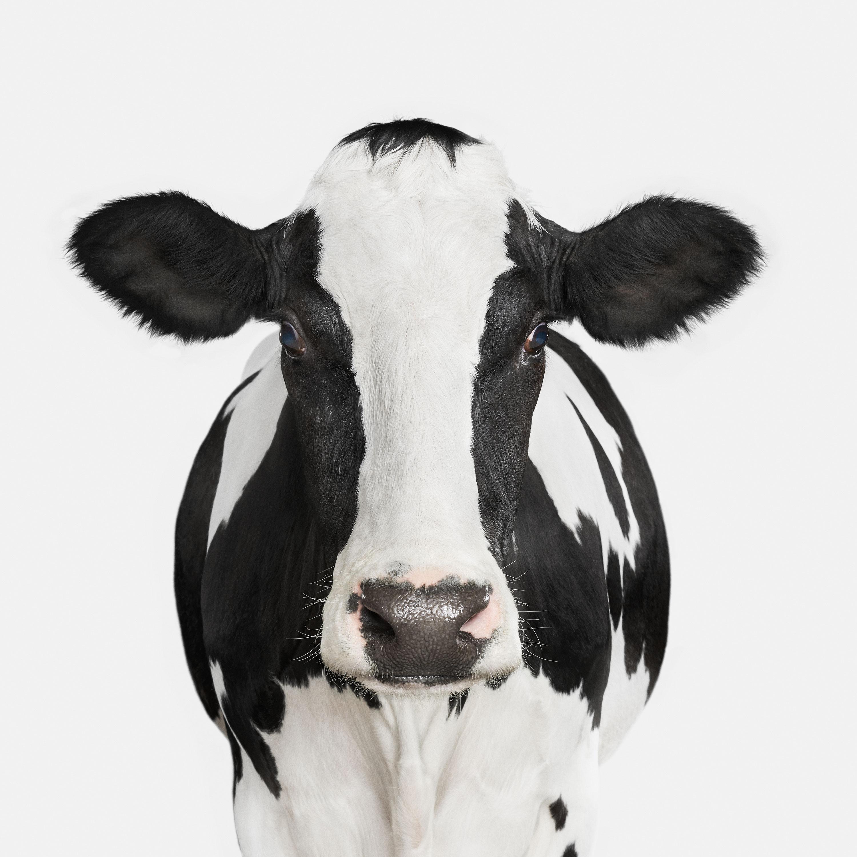 Randal Ford Color Photograph - Dairy Cow No. 1 (32" x 32")