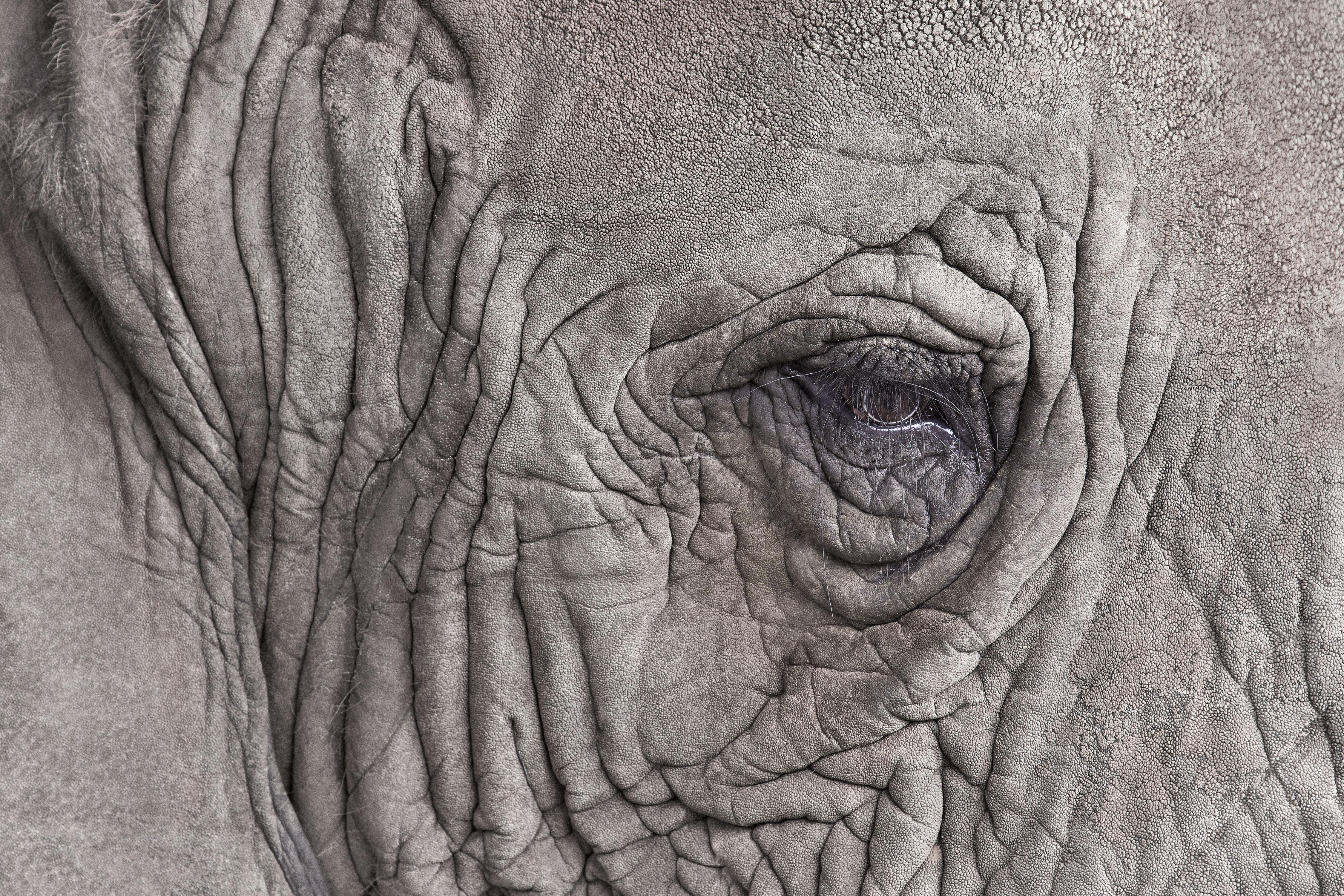 Randal Ford Animal Print - Elephant Close Up (48" x 72")