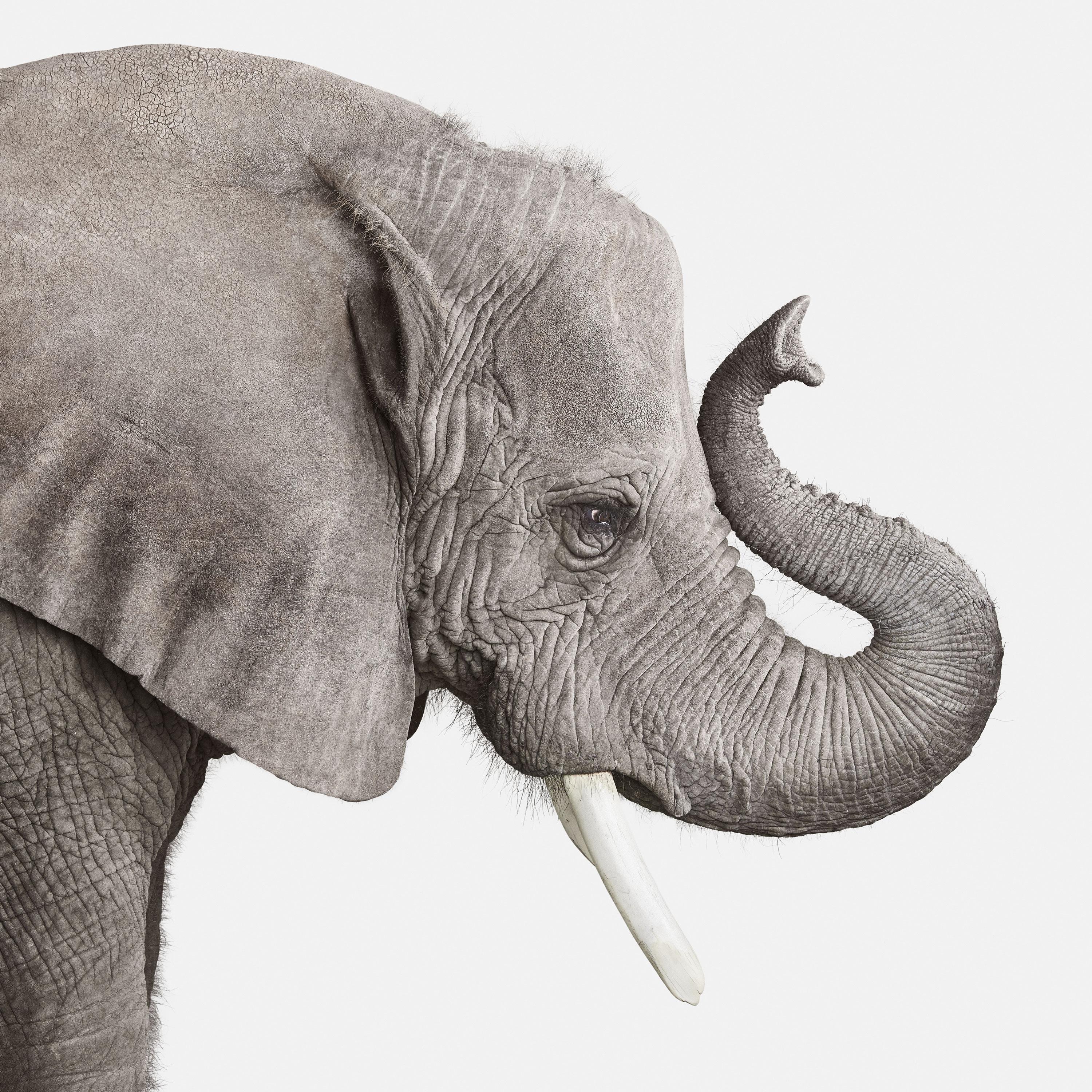 Randal Ford Animal Print - Elephant No. 2 (30" x 45")