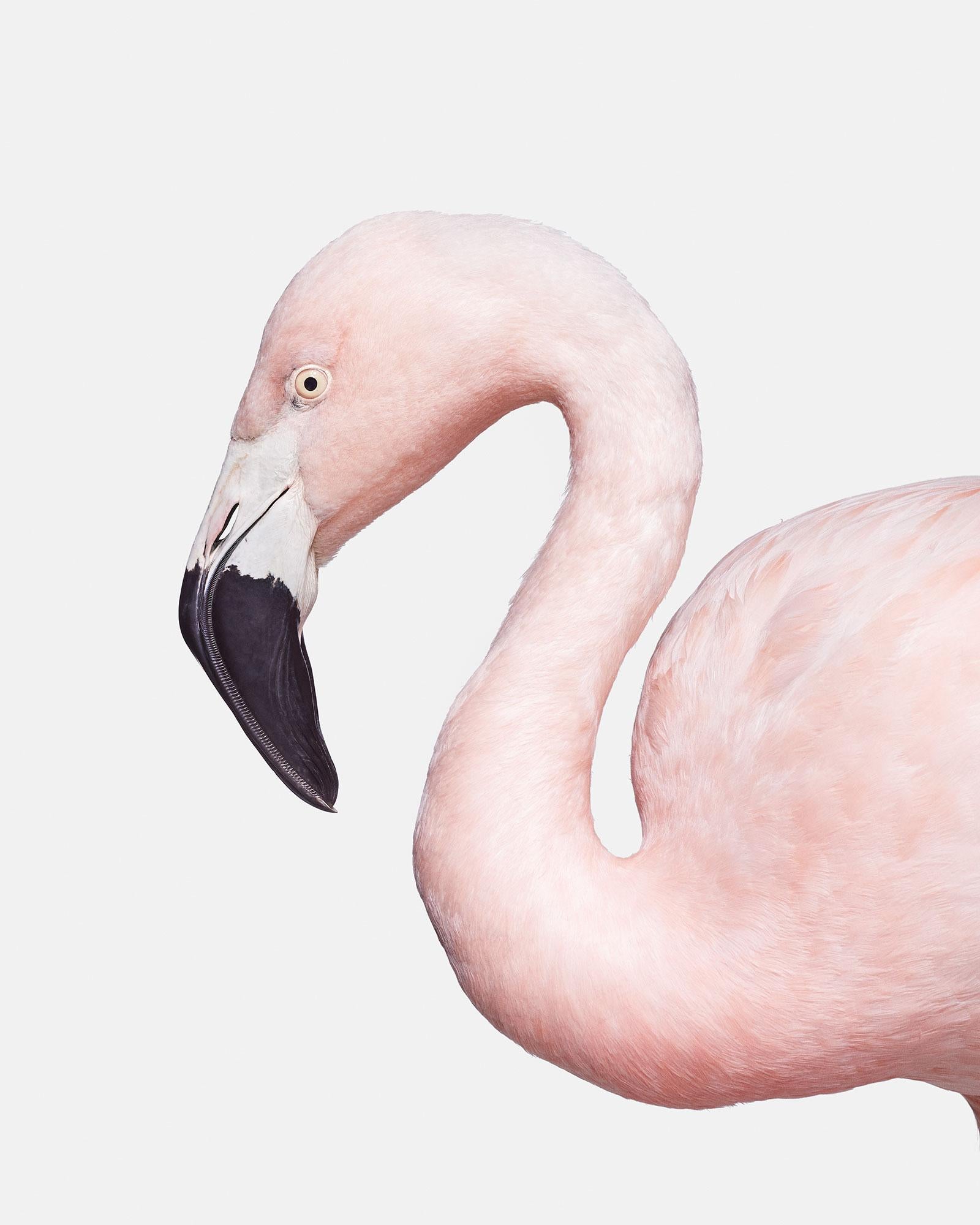 Randal Ford Animal Print - Flamingo No. 1 (37.5" x 30")