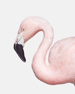 Flamingo No. 1 (50" x 40")