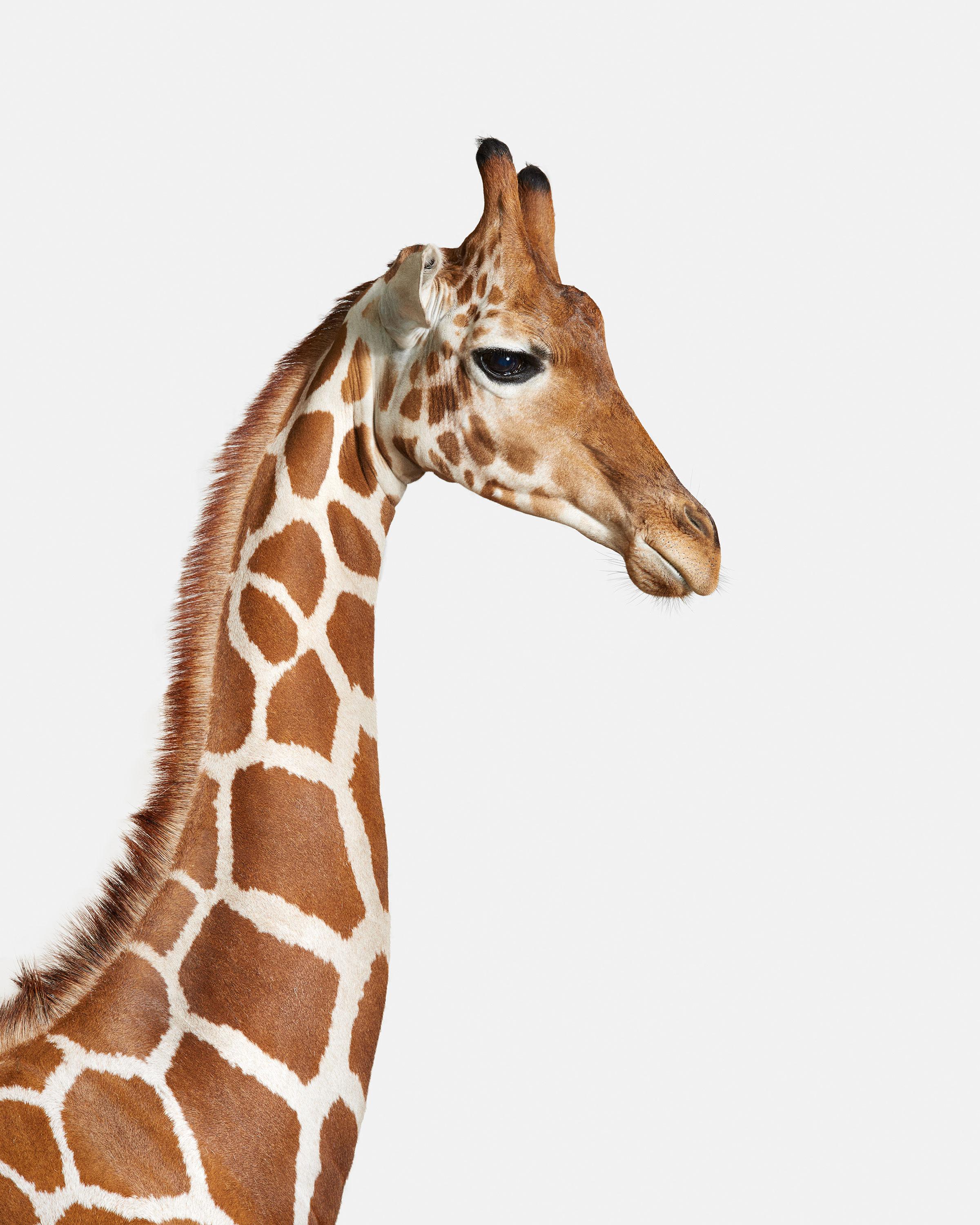 Randal Ford Color Photograph - Giraffe No. 1 (37.5" x 30")