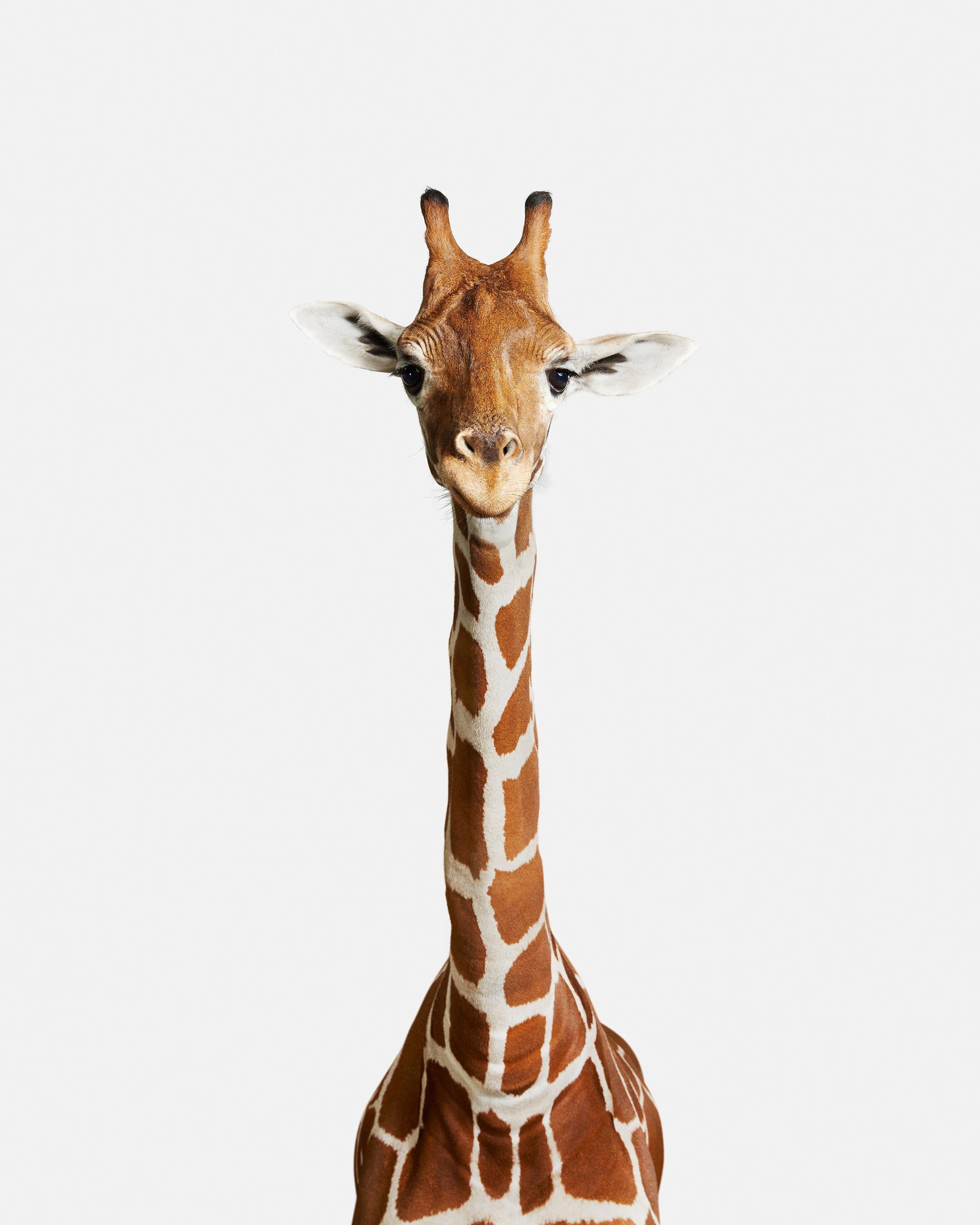 Randal Ford Animal Print - Giraffe No. 2 (37.5" x 30")