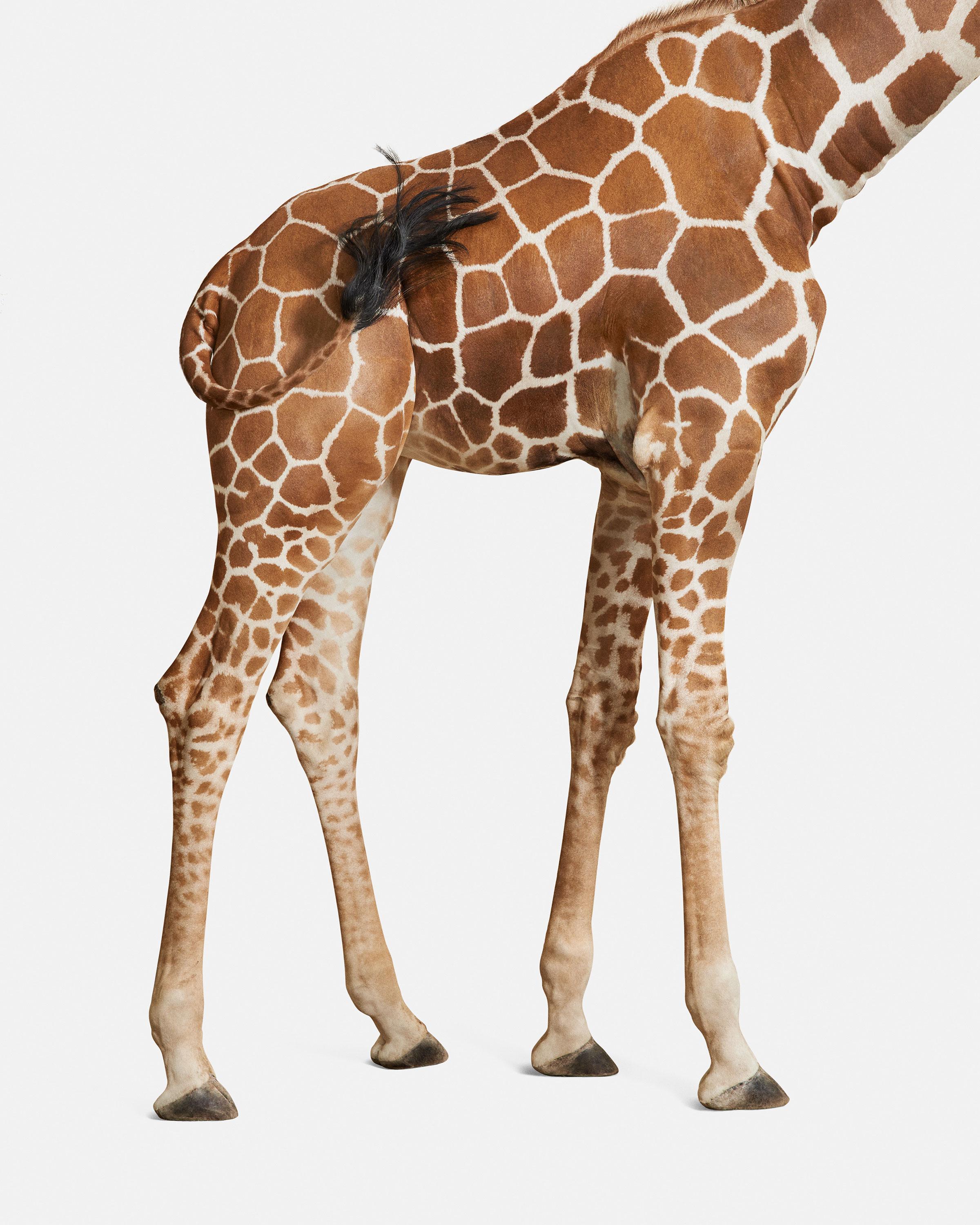Randal Ford Color Photograph - Giraffe No. 3 (50" x 40")