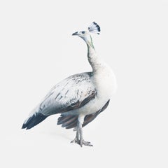 Gray Peacock No. 2