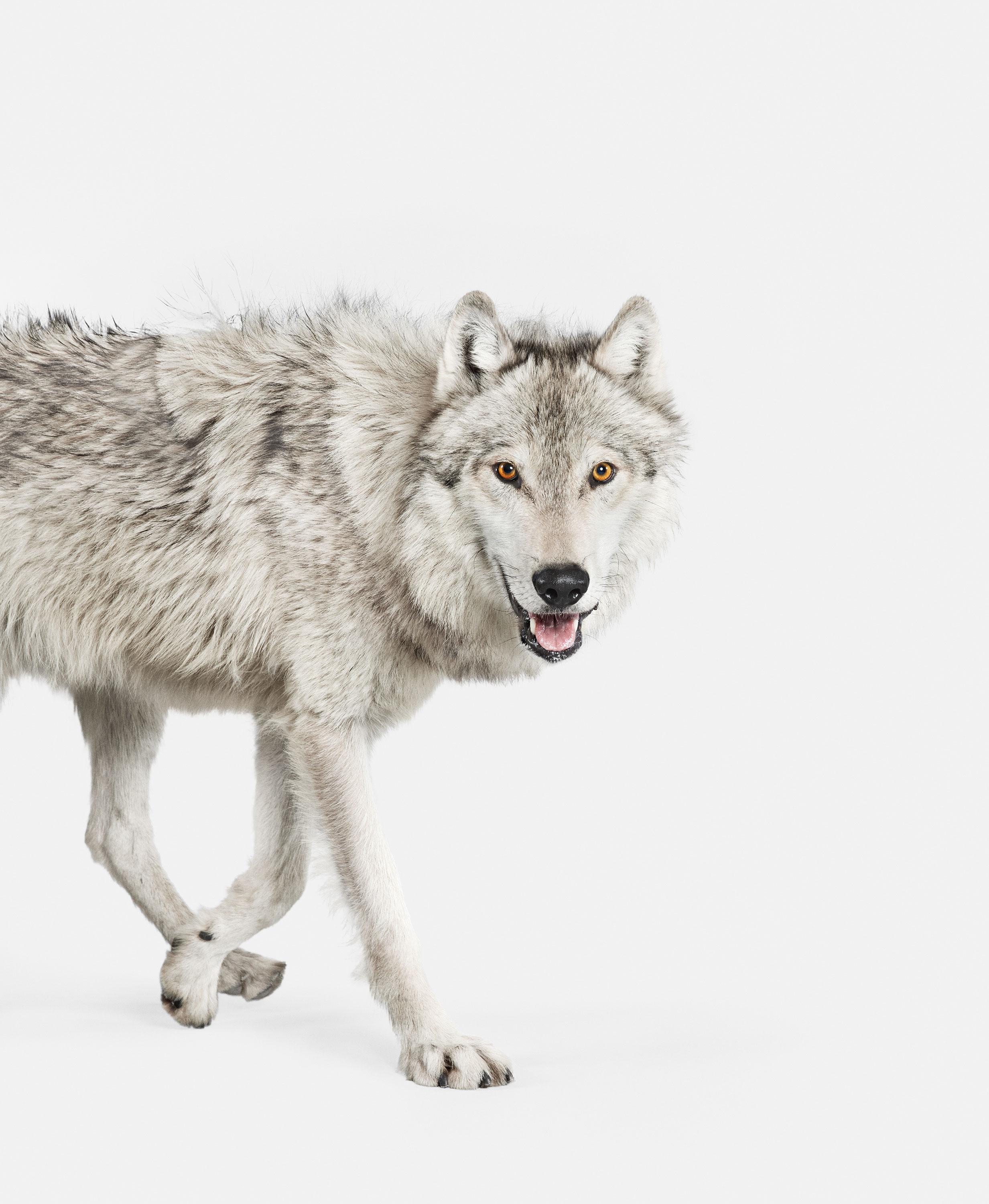 Randal Ford Animal Print – Wolf aus grauem Holz