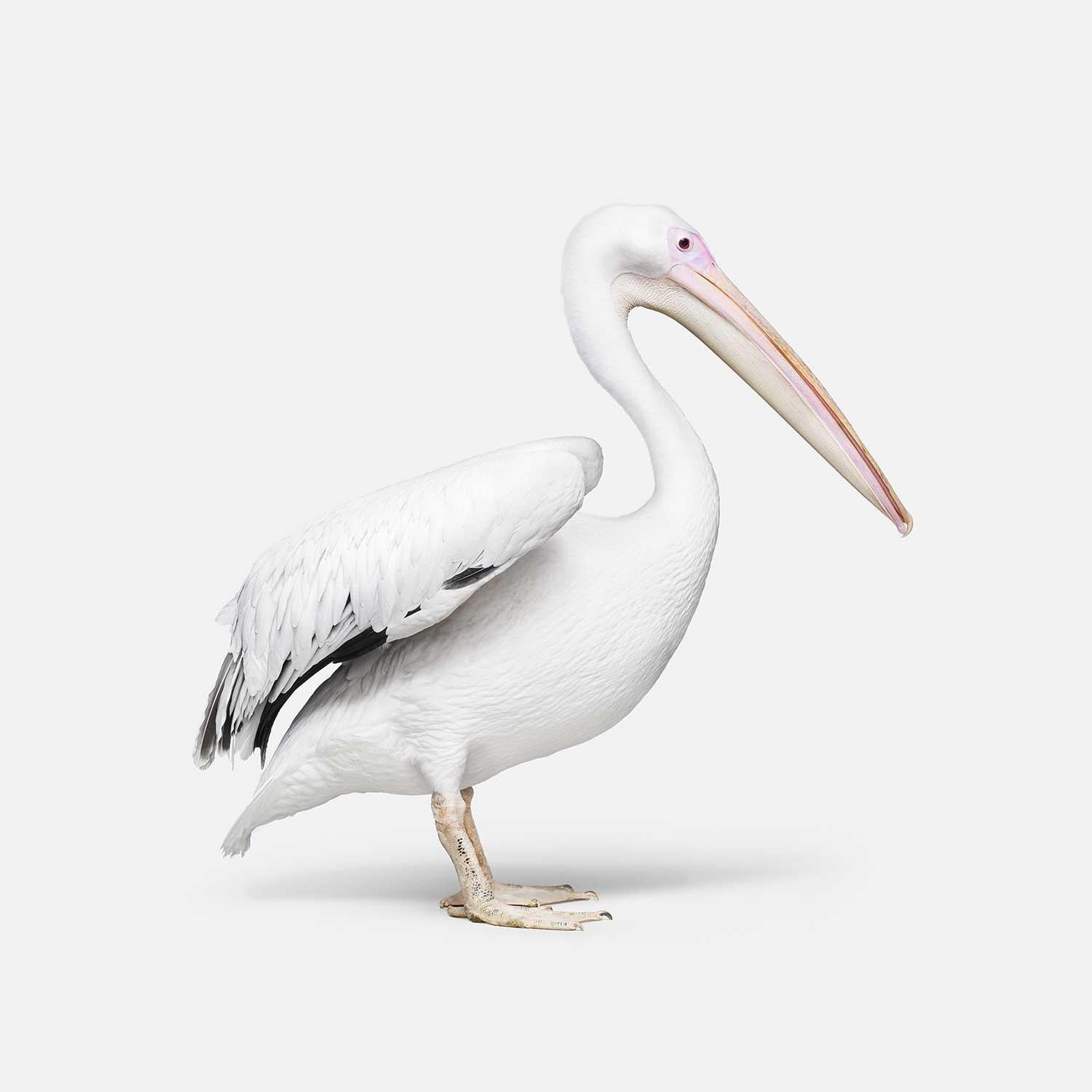 Randal Ford Color Photograph - Great White Pelican No. 1 (32" x 32")