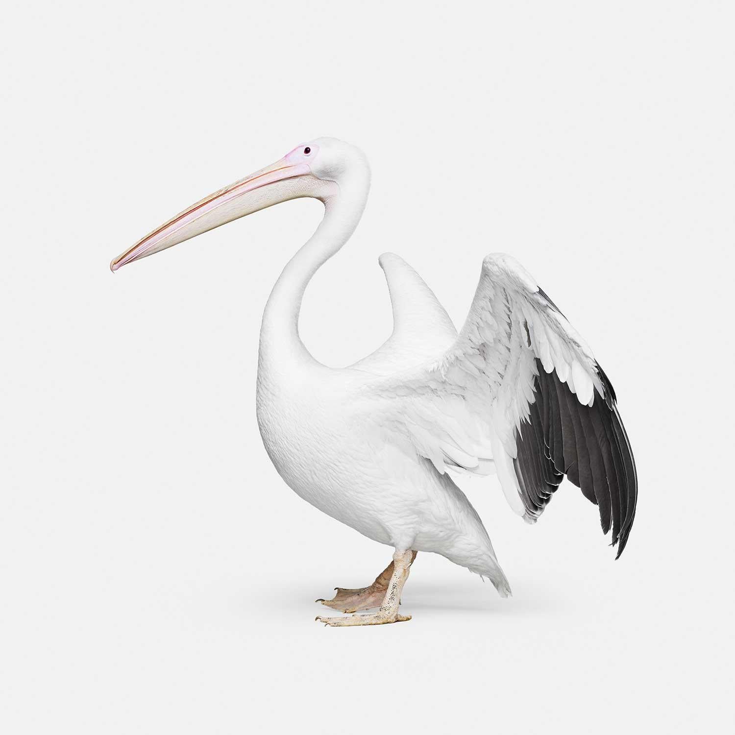 Randal Ford Color Photograph - Great White Pelican No. 2 (32" x 32")