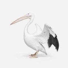 Great White Pelican No. 2 (32" x 32")