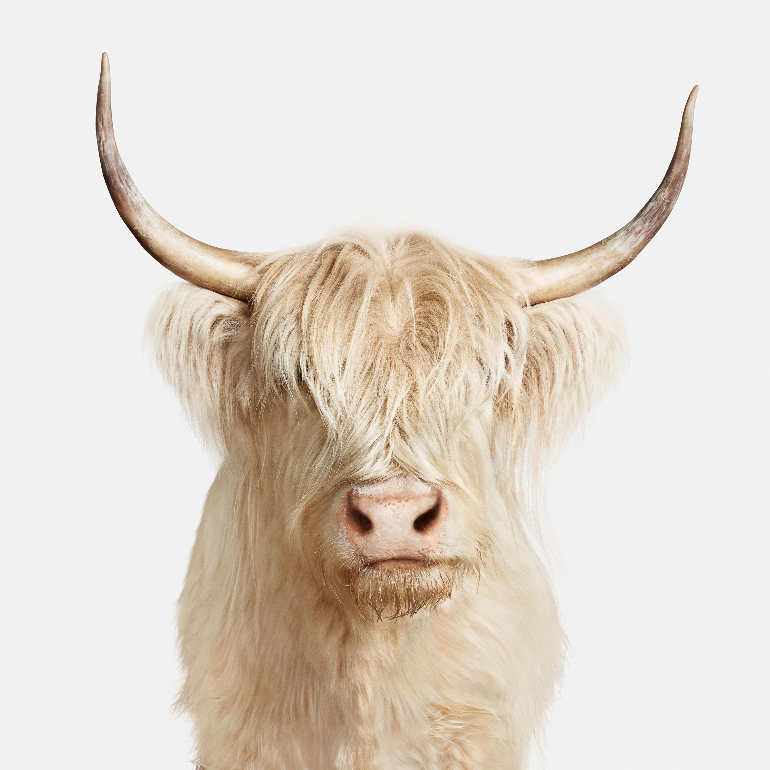 Randal Ford Color Photograph - Highland Cow No. 1 (40" x 40")