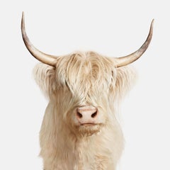 Highland Cow No. 1 (48" x 48")