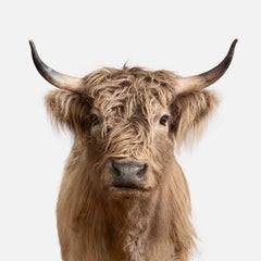 Highland Cow No. 2 (32" x 32")