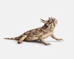 Horned lizard No. 1 (40" x 50")