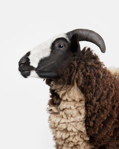 Jacob Sheep No. 1 (37.5" x 30")