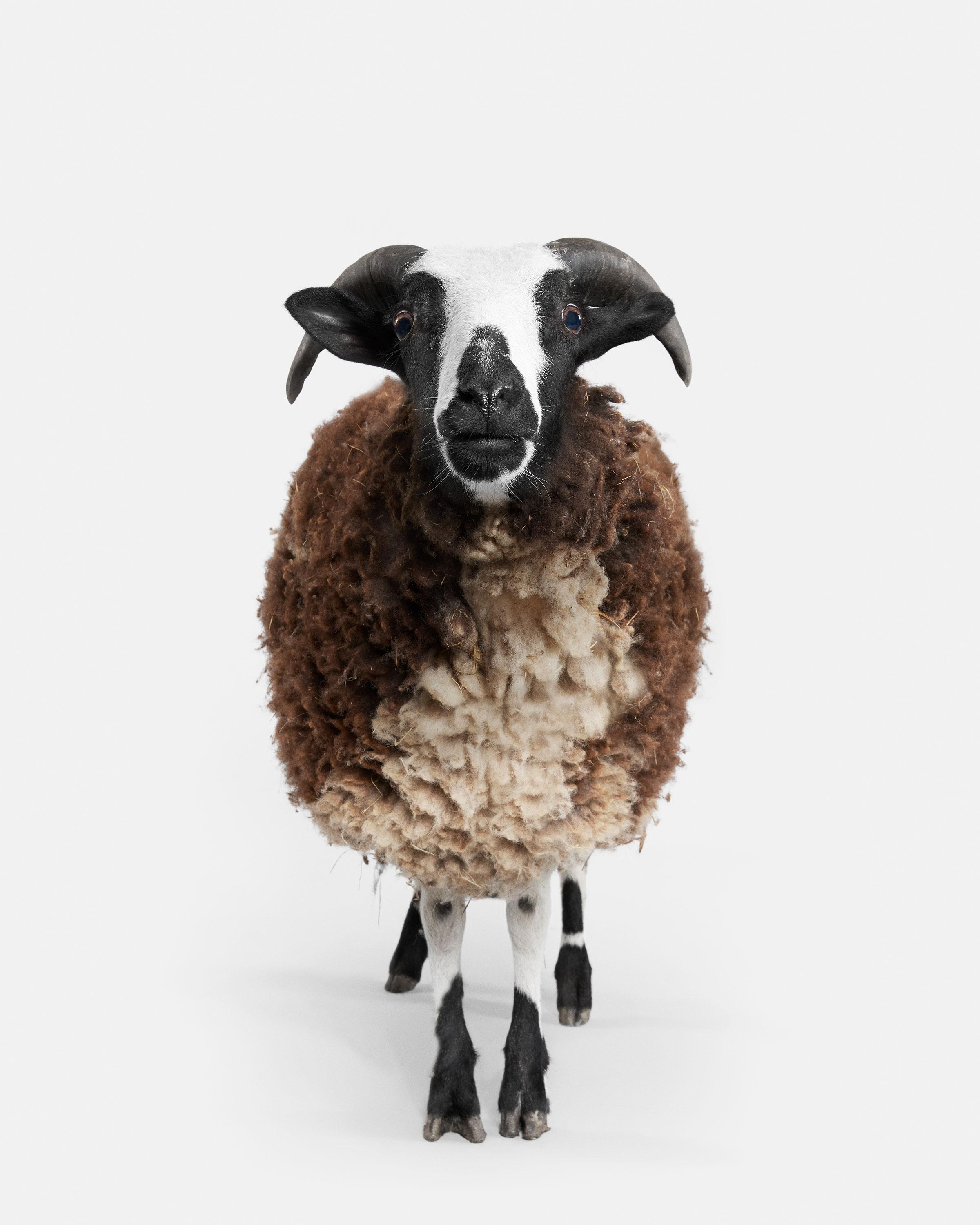 Randal Ford Animal Print - Jacob Sheep No. 2 (60" x 48")