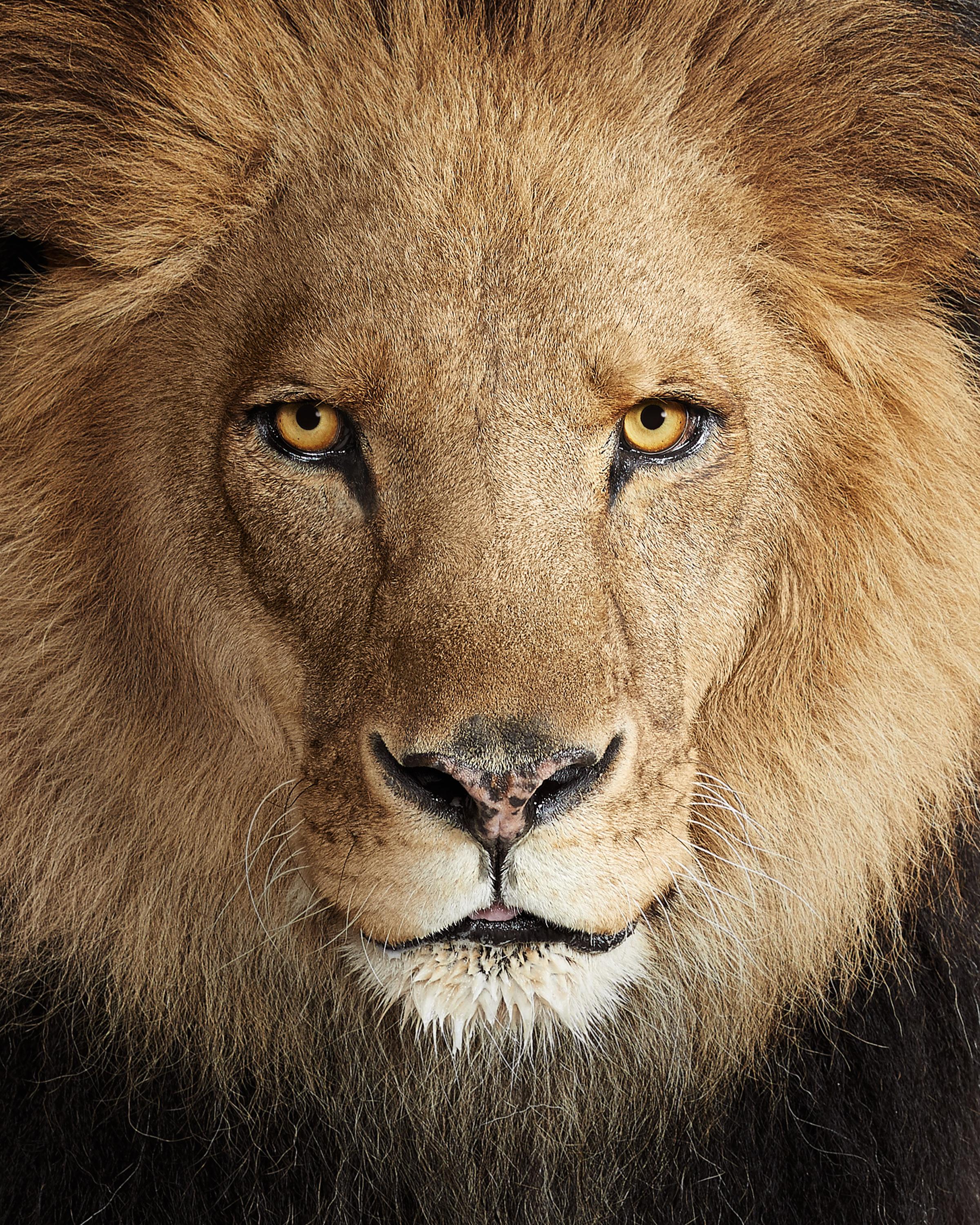 Randal Ford Color Photograph - Lion No. 1 (50" x 40")
